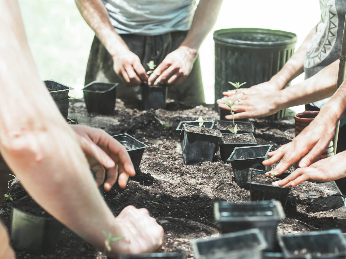 Many hands planting seedlings together