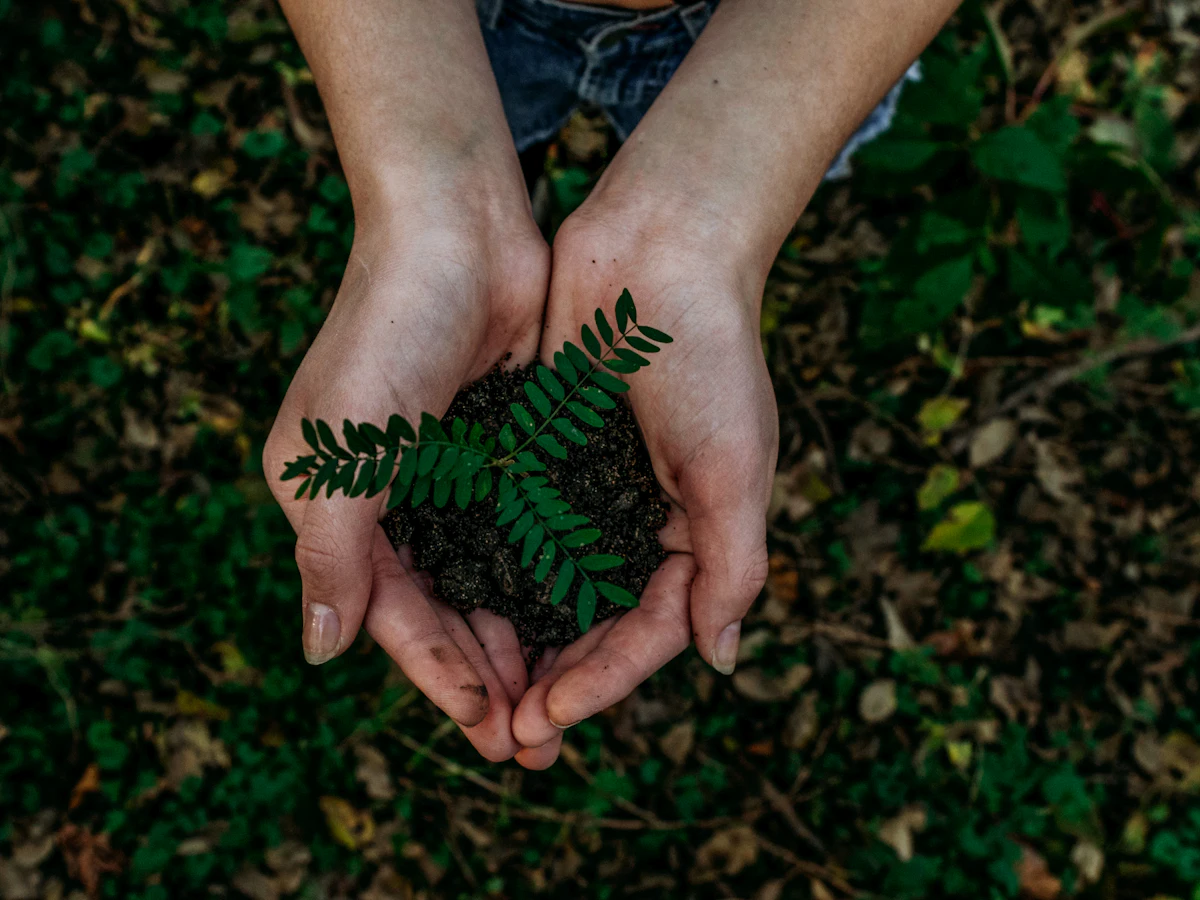 Hands holding a small seedling in soil